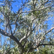 Acacia heterophylla Tamarin des hauts Fabaceae Endémique La Réunion 1591.jpeg